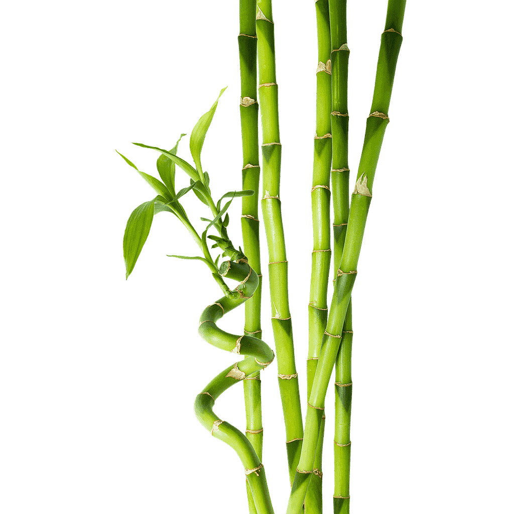 Bamboo Tige Holland