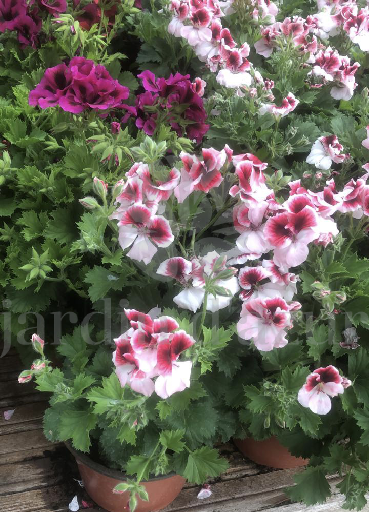 Geranium Grandflora