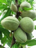 Almond tree